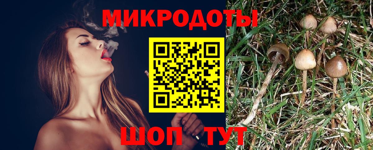 Галлюциногенные грибы Psilocybe Жигулёвск
